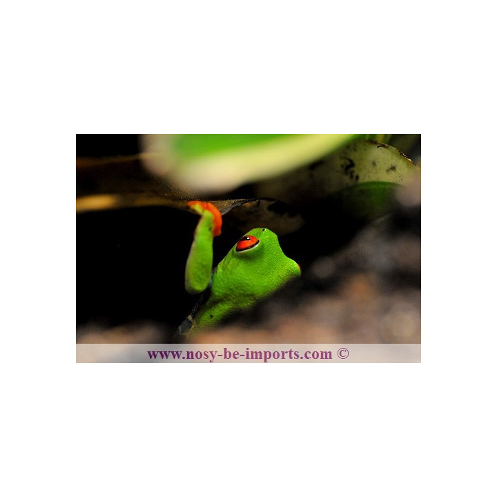 Agalychnis callidryas - grenouille yeux rouges