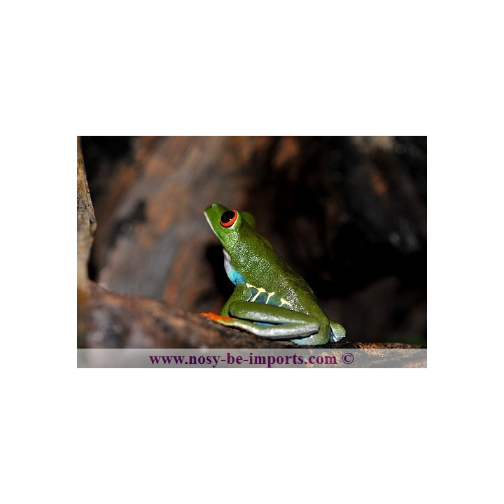 Agalychnis callidryas - grenouille yeux rouges