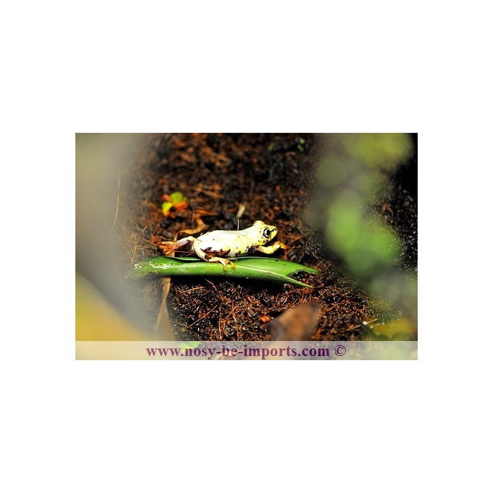 Heterixalus madagascariensis - rainette malgache