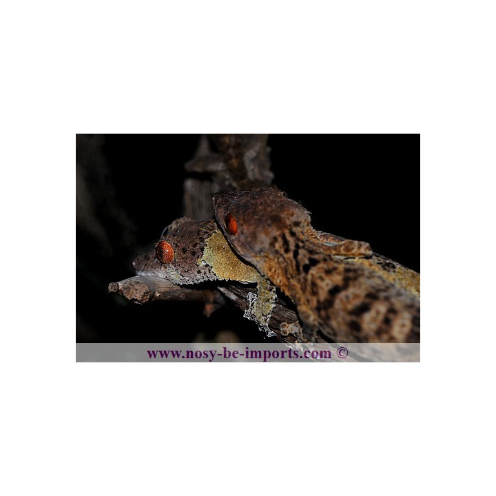 Uroplatus henkeli - leaf tail gecko