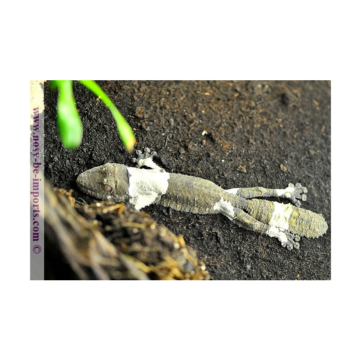 Uroplatus henkeli - leaf tail gecko