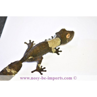 Uroplatus henkeli - leaf tail gecko
