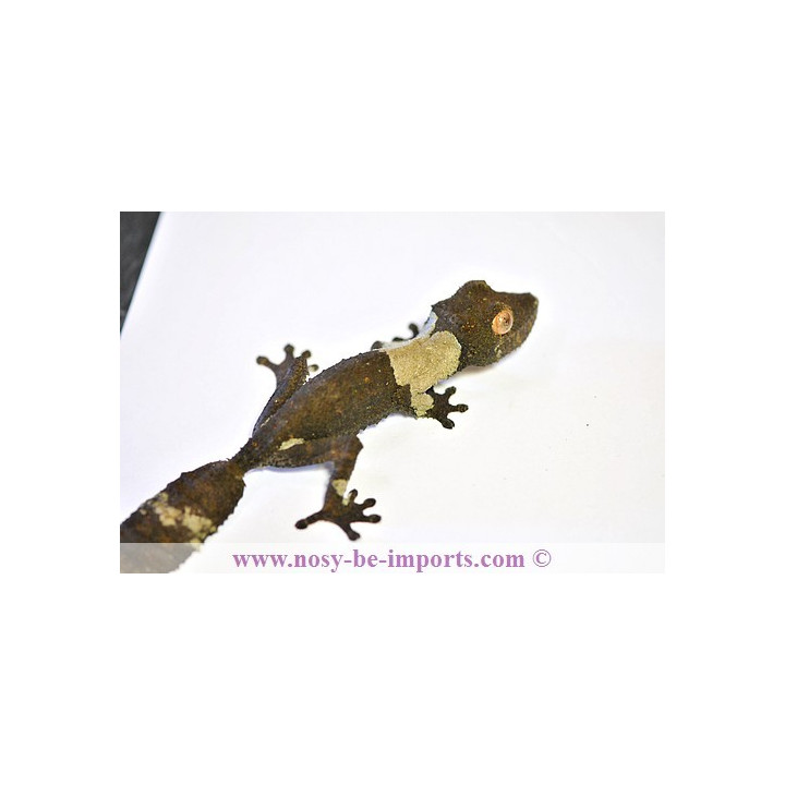 Uroplatus henkeli - leaf tail gecko