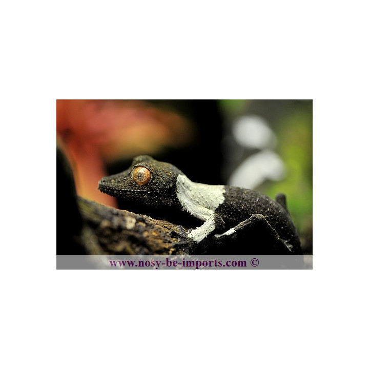 Uroplatus henkeli - leaf tail gecko