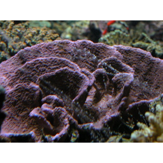 Montipora sp. violet