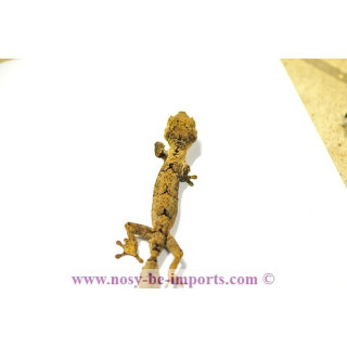 Uroplatus guentheri - leaf tail gecko