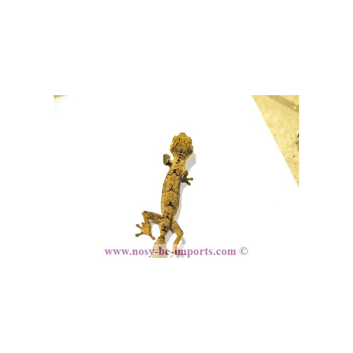 Uroplatus guentheri - leaf tail gecko
