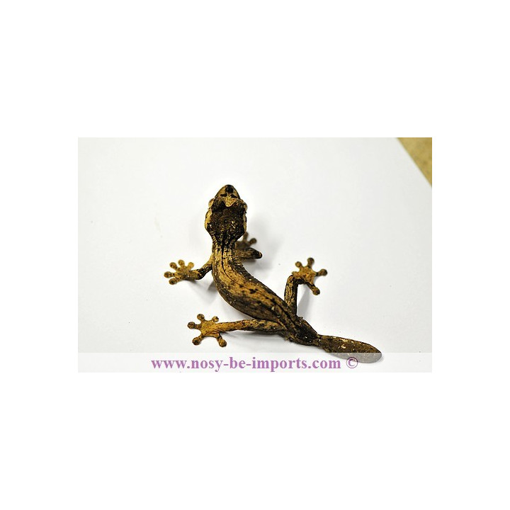 Uroplatus guentheri - leaf tail gecko