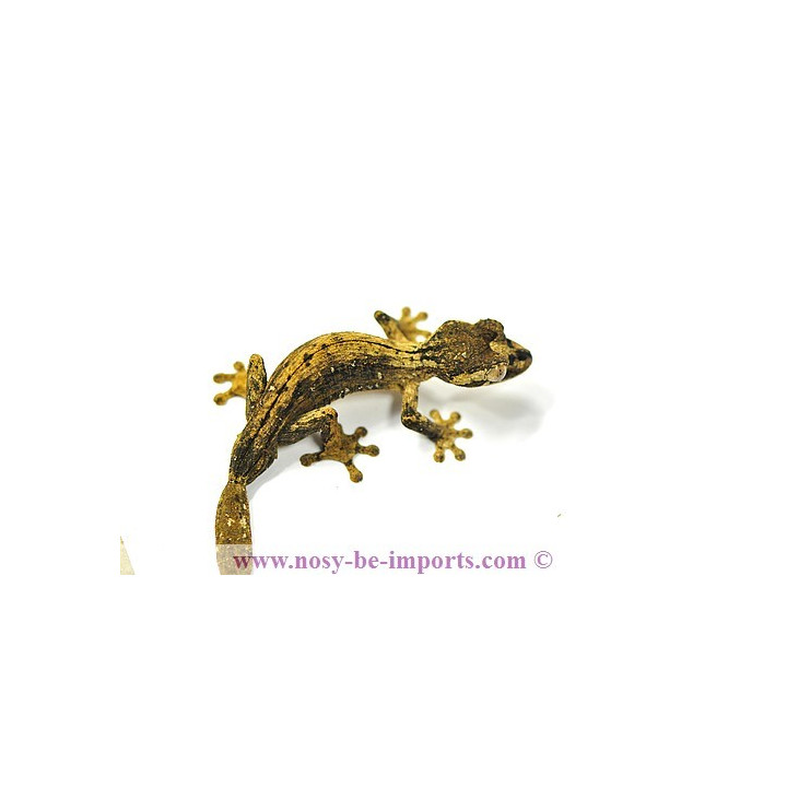 Uroplatus guentheri - leaf tail gecko
