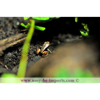 Mantella Bernhardi - Grenouille Madagascar