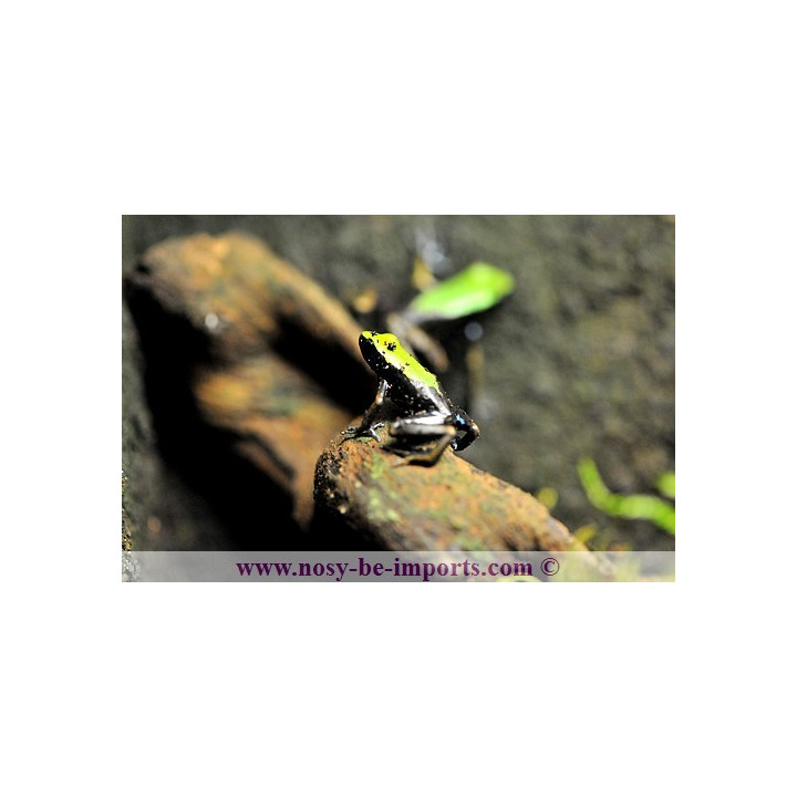 Mantella laevigata - climbing mantella