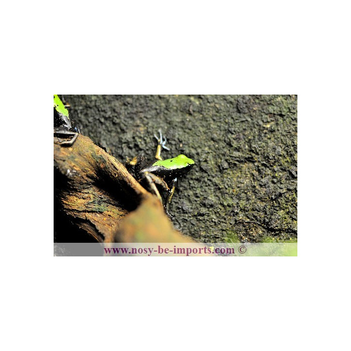 Mantella laevigata - climbing mantella