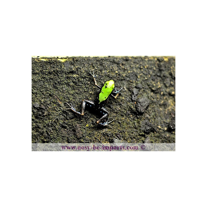 Mantella laevigata - climbing mantella