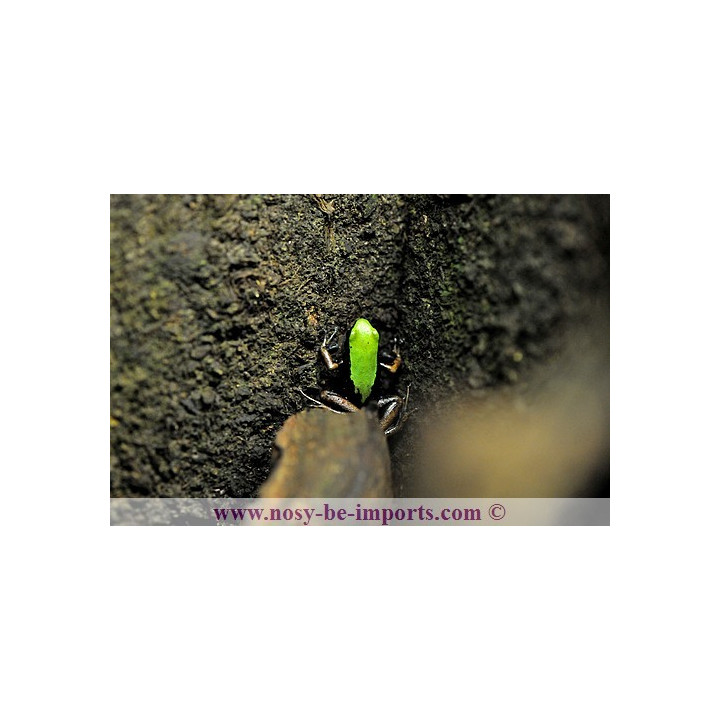 Mantella laevigata - climbing mantella