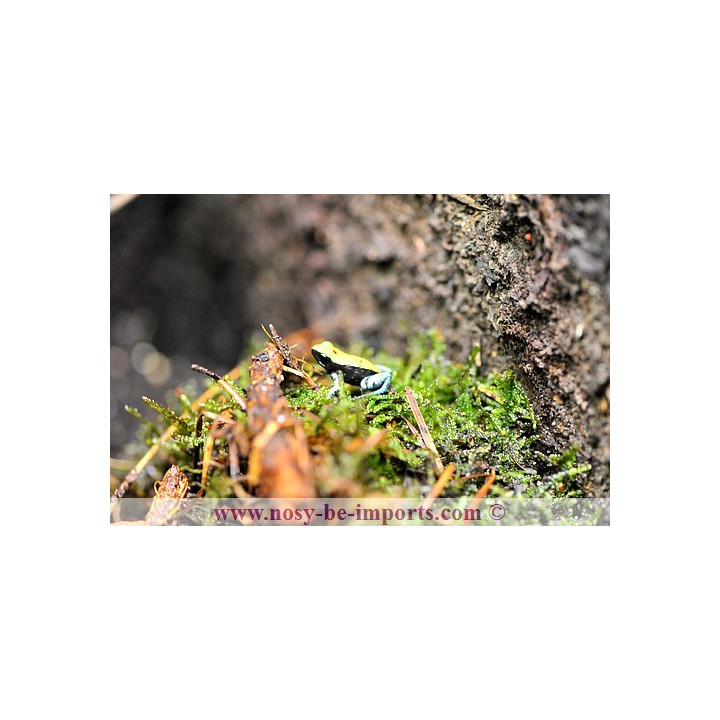 Mantella expectata - Mantella Madagascar