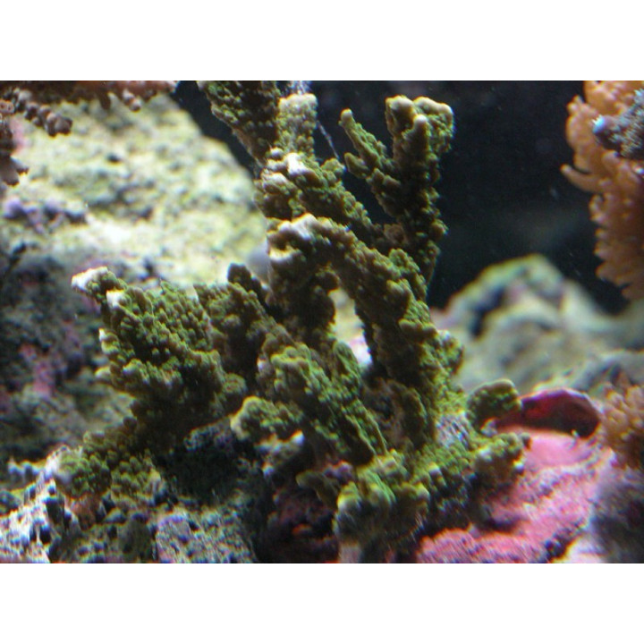 Montipora stellata