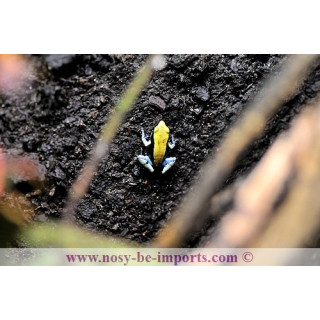 Mantella expectata - Mantella Madagascar