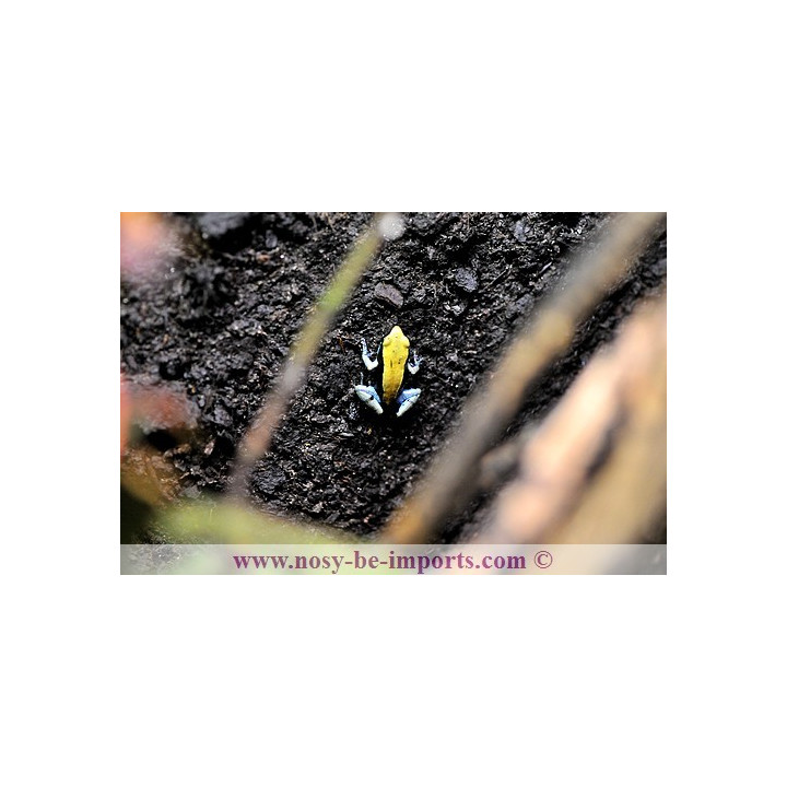 Mantella expectata - Mantella Madagascar