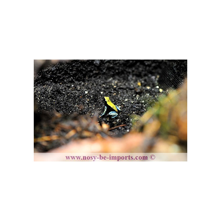 Mantella expectata - Mantella Madagascar