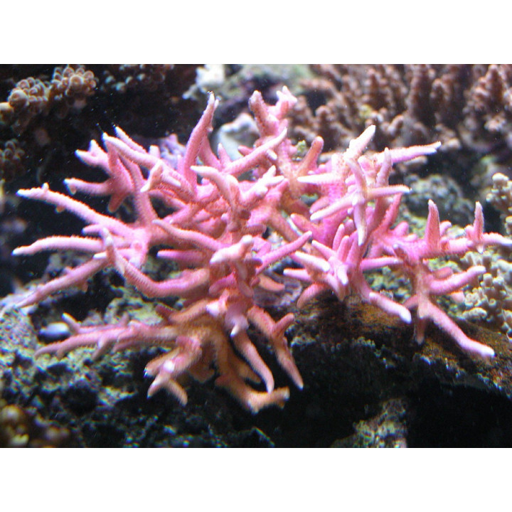 Seriatopora hystrix rose - corail aquarium - VPC - Aquarium sur mesure