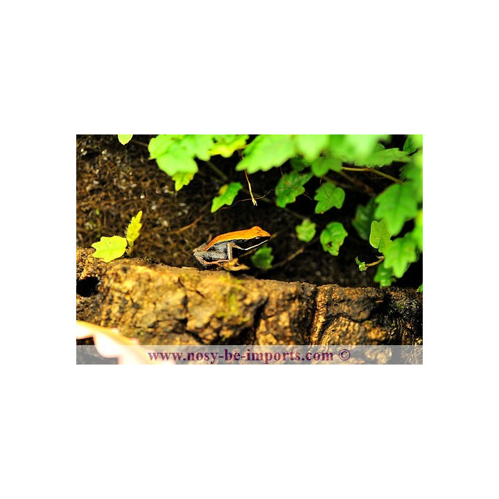 Mantella betsileo - grenouille malgache