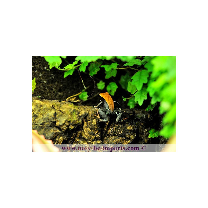 Mantella betsileo - grenouille malgache