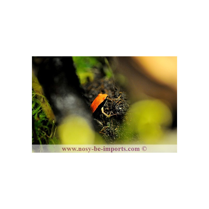 Mantella betsileo - grenouille malgache