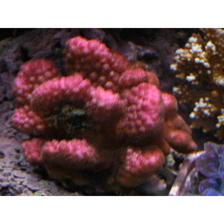 Pocillopora eydouxi - pocillopora verrucosus