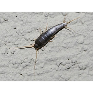 Poisson d'argent - Thermobia domestica