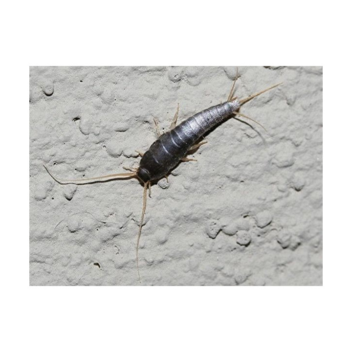 Poisson d'argent - Thermobia domestica