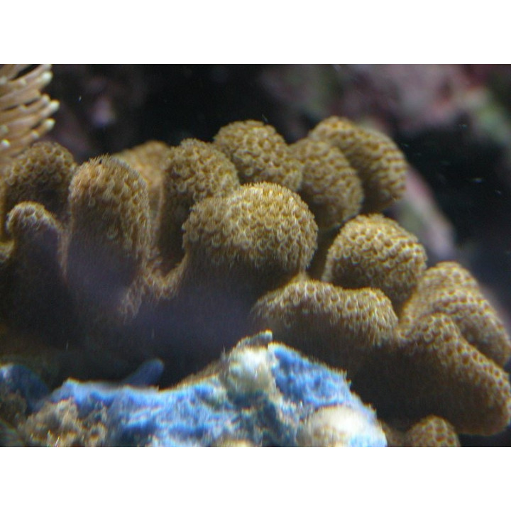 Porites cylindrica