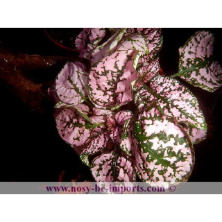 Hypoestes sp. rose - plante Madagascar