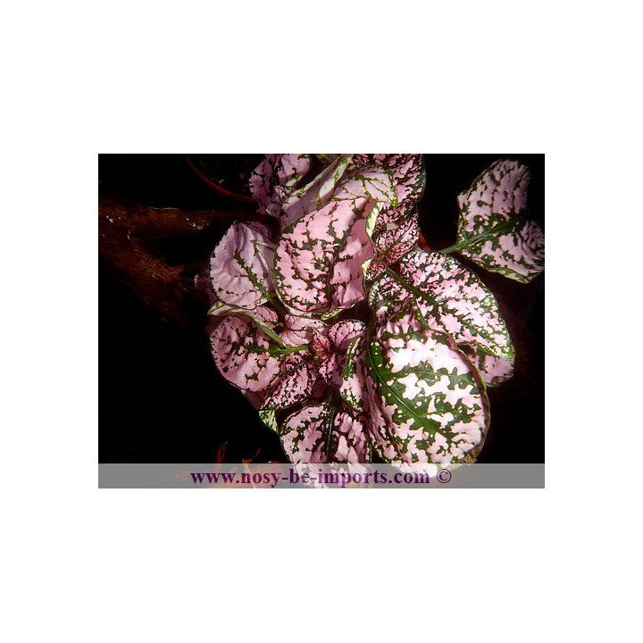 Hypoestes sp. rose - plante Madagascar