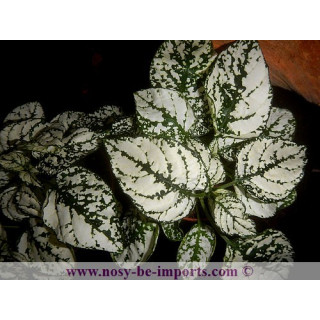Hypoestes sp. blanche - plante Madagascar