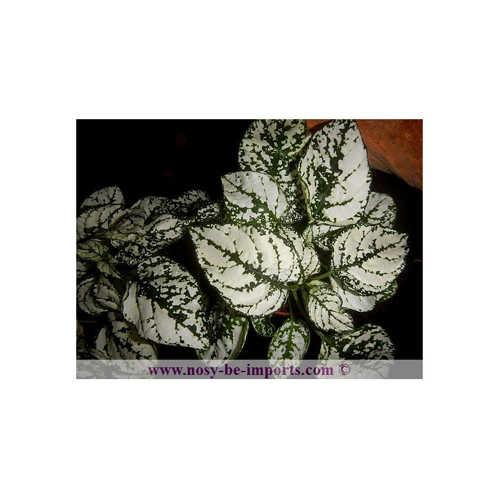 Hypoestes sp. blanche - plante Madagascar