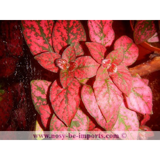 Hypoestes sp. rouge - plante Madagascar