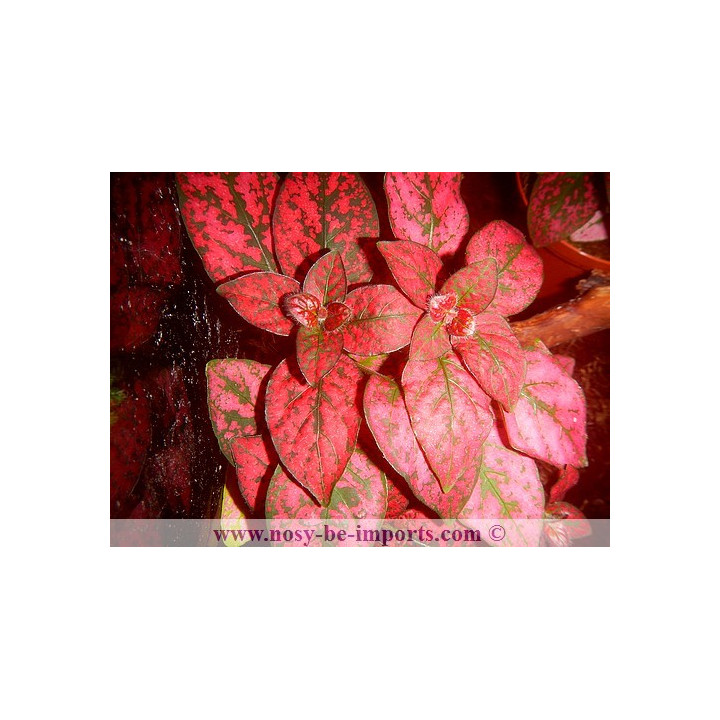 Hypoestes sp. rouge - plante Madagascar