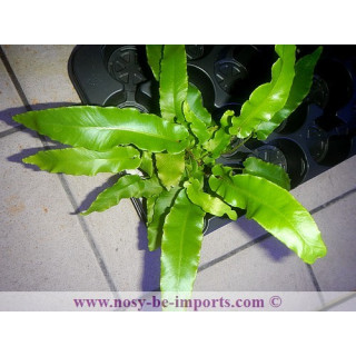 asplenium scolopendrium - fourgère terrarium