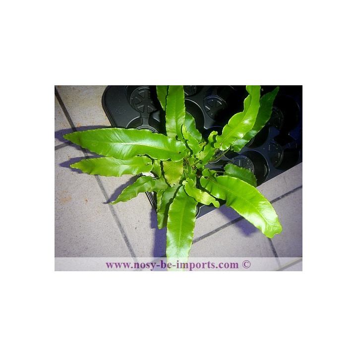 asplenium scolopendrium - fourgère terrarium