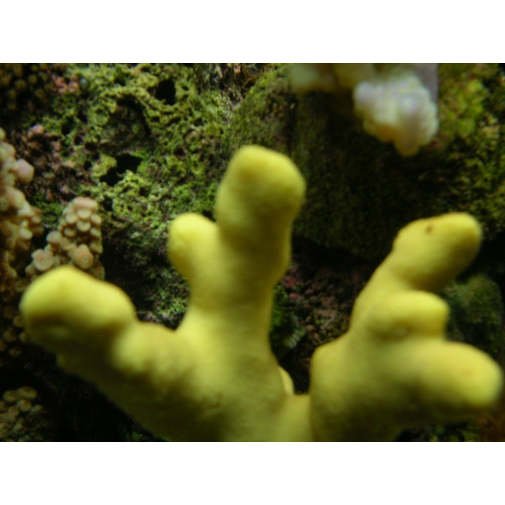 Porites cylindrica jaune