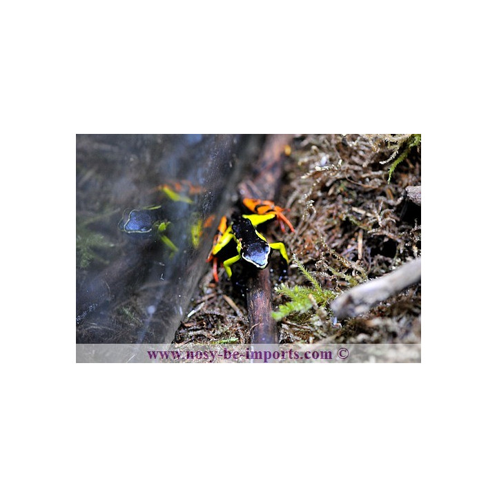 Mantella baroni jaune