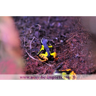 Mantella baroni jaune