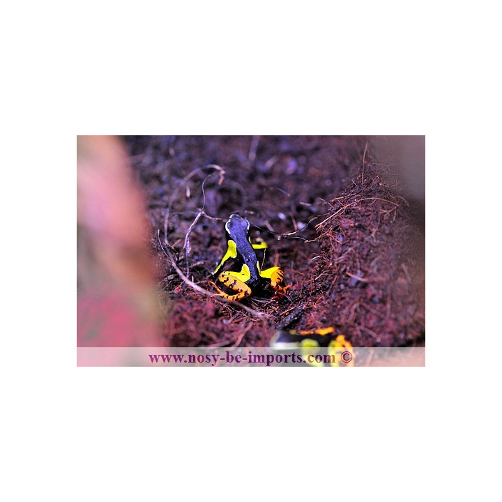 Mantella baroni jaune