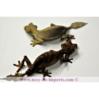 Uroplatus finiavana