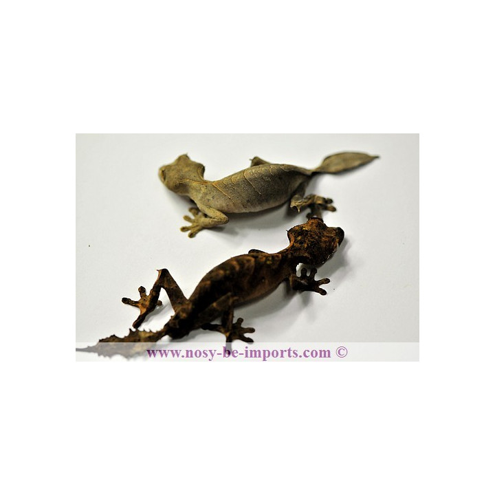 Uroplatus finiavana