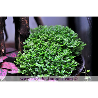 Selaginella apoda - plante terrarium