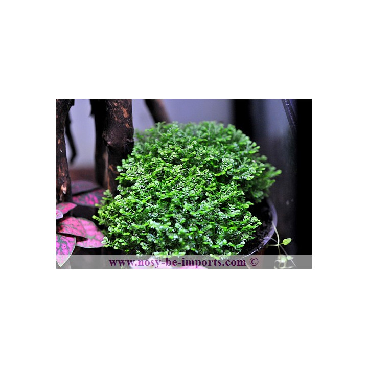 Selaginella apoda - plante terrarium