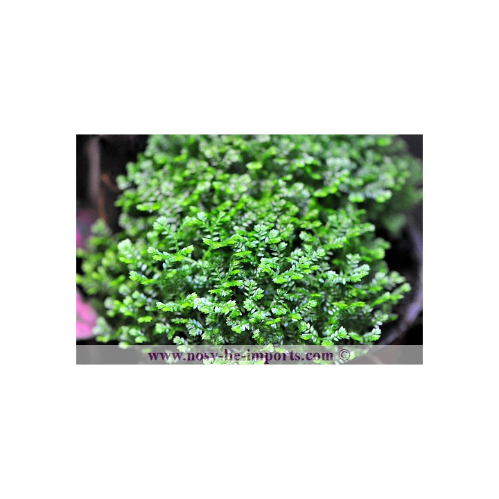 Selaginella apoda - plante terrarium