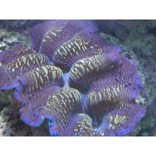 Tridacna crocea