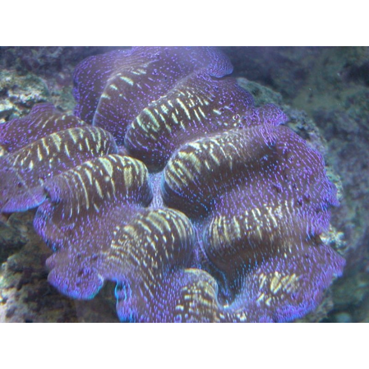 Tridacna crocea